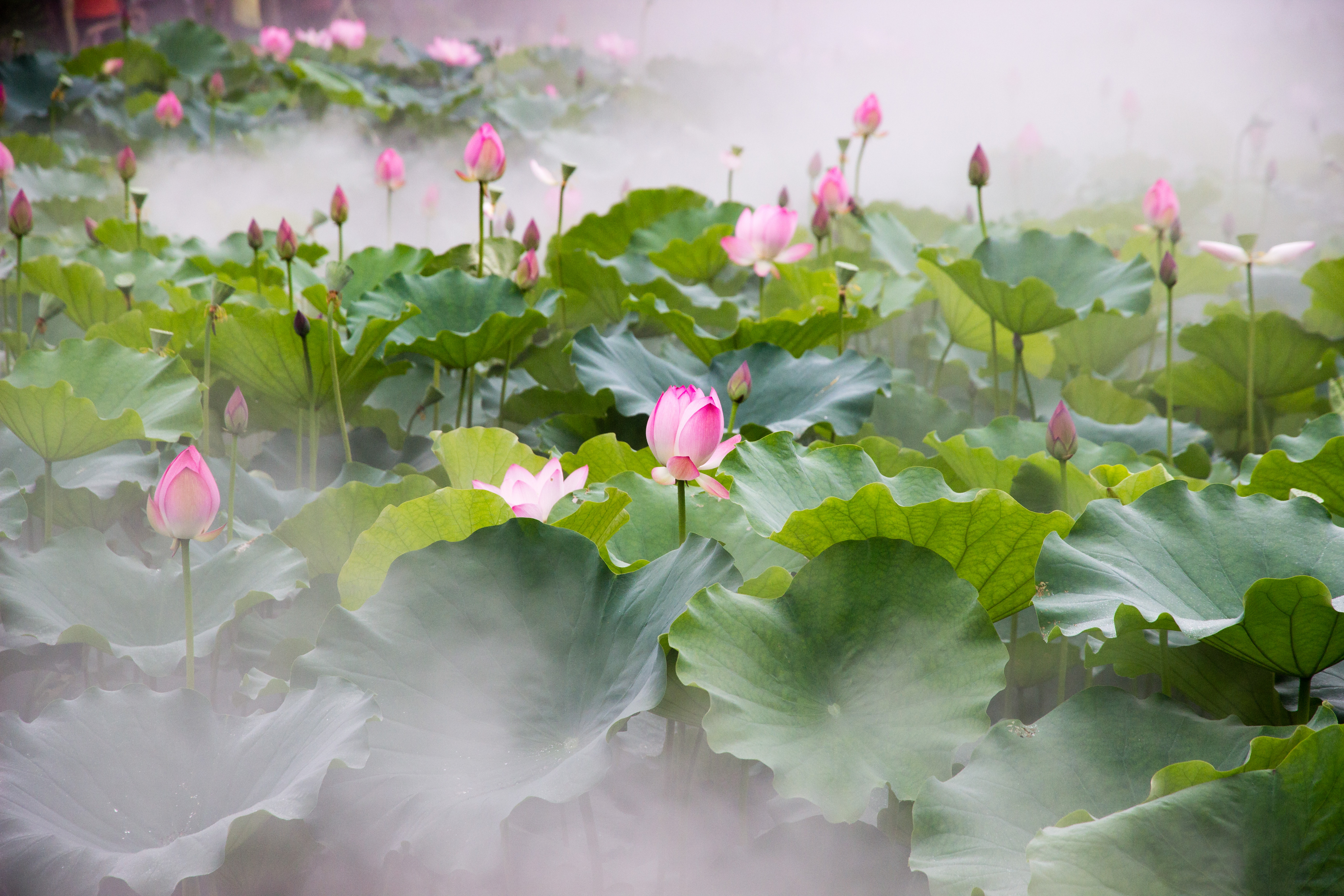 美人如花   花自放歌——三年级古诗《采莲曲》品读