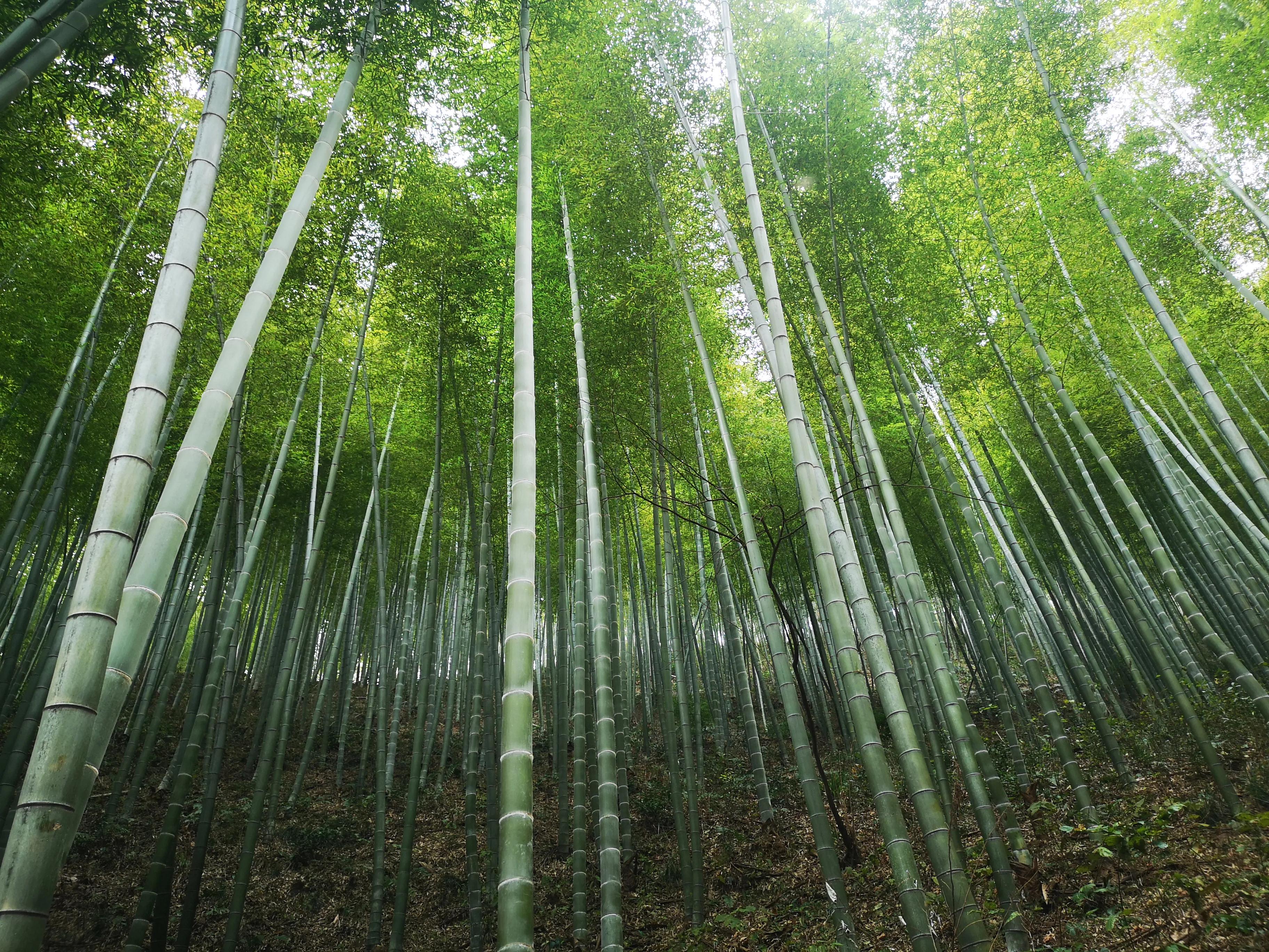 溧阳南山竹海小鸟天堂,宜兴南山竹海和溧阳南山竹海
