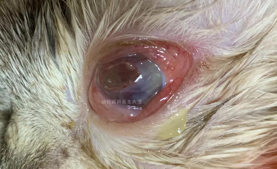 猫眼睛化脓红肿用什么眼药水,猫眼睛睁不开流眼泪还红肿