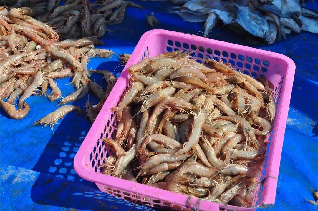 青岛开海了新鲜肥美的海鲜已上市,青岛开海红岛海鲜八大关