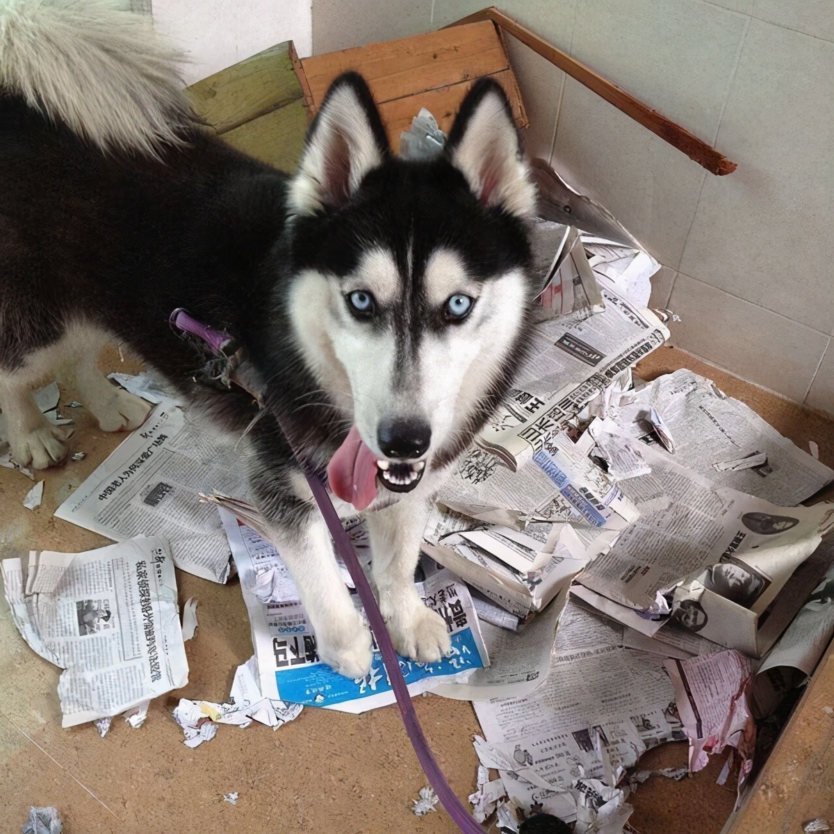 哈士奇的8大缺点劝你最好别养,看哈士奇眼里透着愤怒