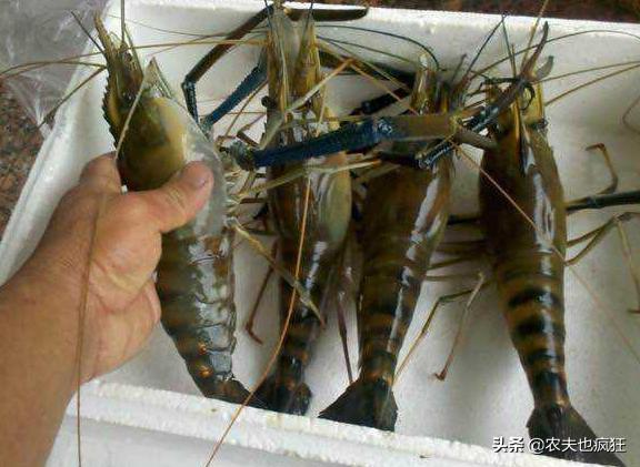 单只重量10kg,单只虾1.5斤