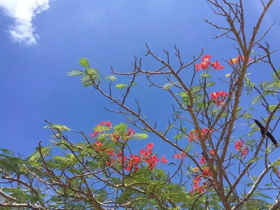 马来西亚吉隆坡槟城兰卡威自由行,马来西亚槟城兰卡威旅游价格