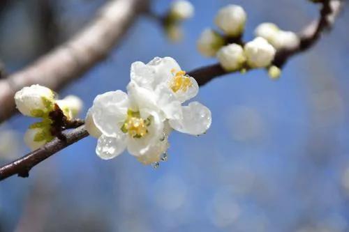 雨打梨花深闭门解析,雨打梨花深闭门忘了青春误了青春