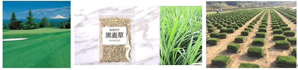 周口人注意！空气中花粉浓度正在上升见过花粉风暴吗？它会引发“雷暴哮喘”