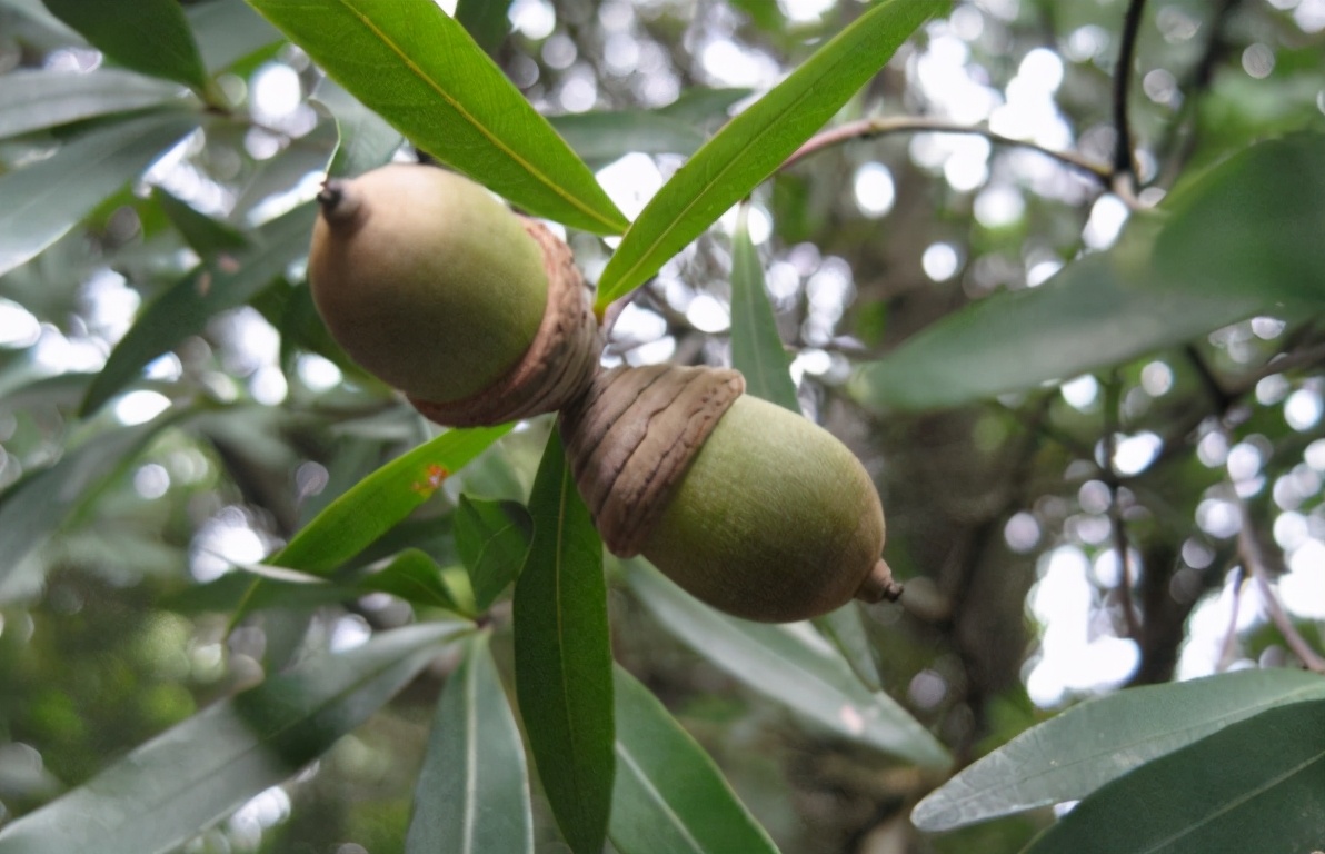 青冈树俗称,青冈子俗称