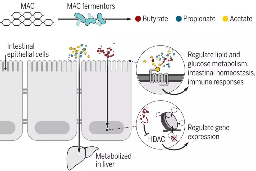 为什么我明明吃得很多却不长肉,为什么有人吃不胖而你喝冷水都胖