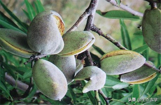 扁桃种植技术和管理,扁桃种植基地