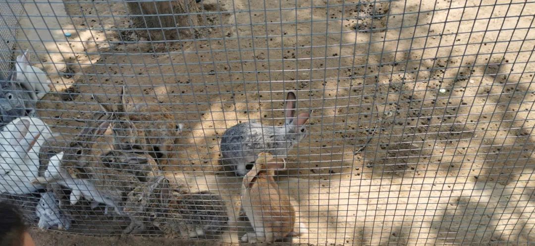 济南适合遛娃的免费去处,春节遛娃好去处济南