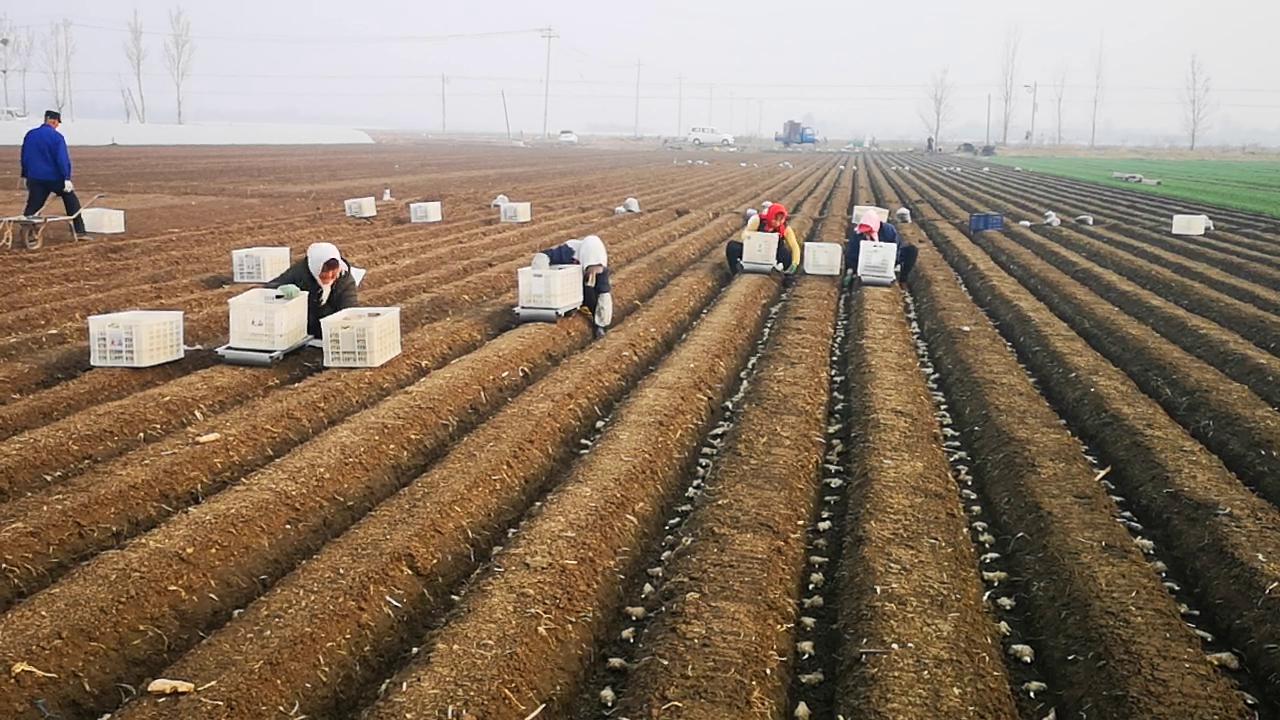 种植小生姜划算还是大生姜划算,种植生姜的最新技术生姜越冬