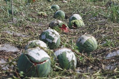 西瓜下冰雹如何预防,西瓜被冰雹砸还能活吗