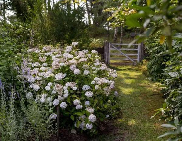 花园设计前沿趋势|14种澳洲庭院花园类型(上篇),全面细致