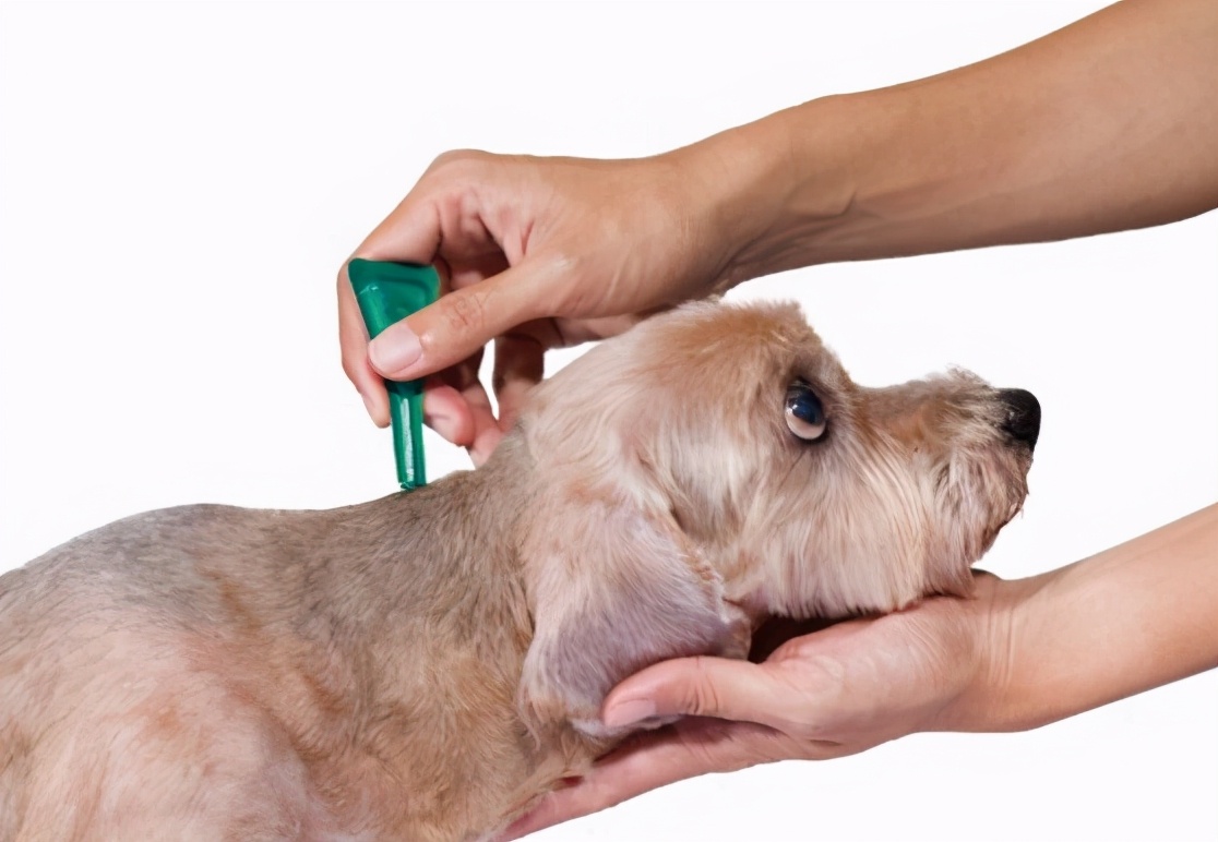 泰迪狗狗洗完澡有皮屑是什么原因,狗狗对沐浴露过敏全是皮屑怎么办