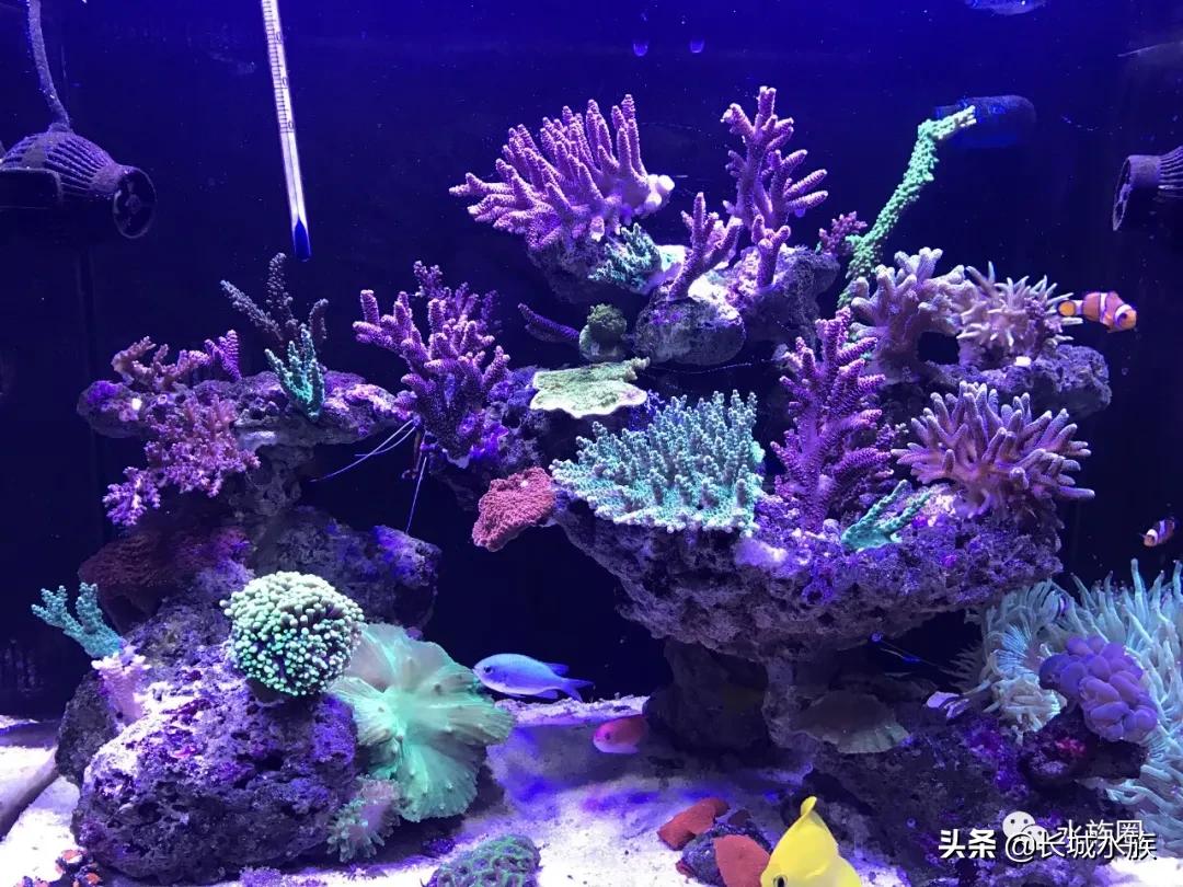 水族市场分析,水族器材行业有前景吗