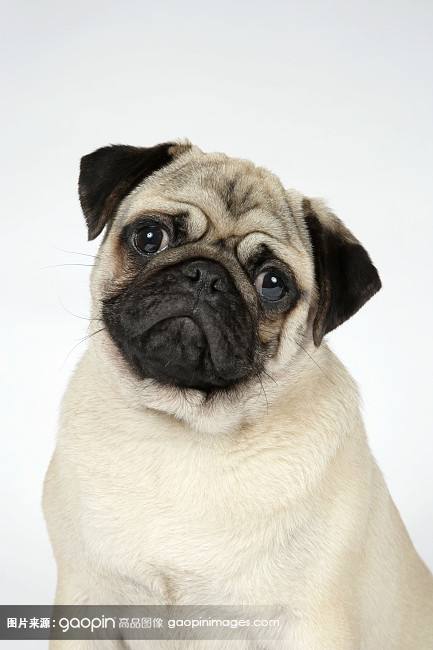 各品种犬最常见的遗传缺陷，在养待养的都看一下