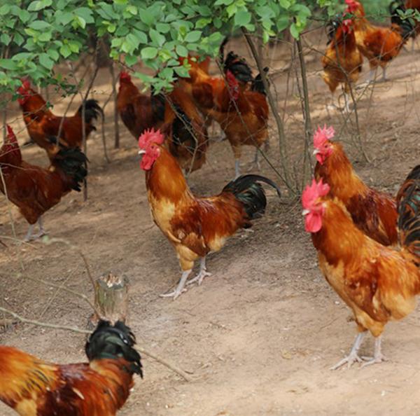 食材分享|渐渐消失的美味,野味十足的河庄大骨鸡,壮而不肥