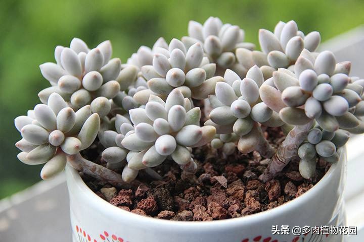 婴儿手指怎么养才能爆盆,婴儿手指怎么养的又胖又圆