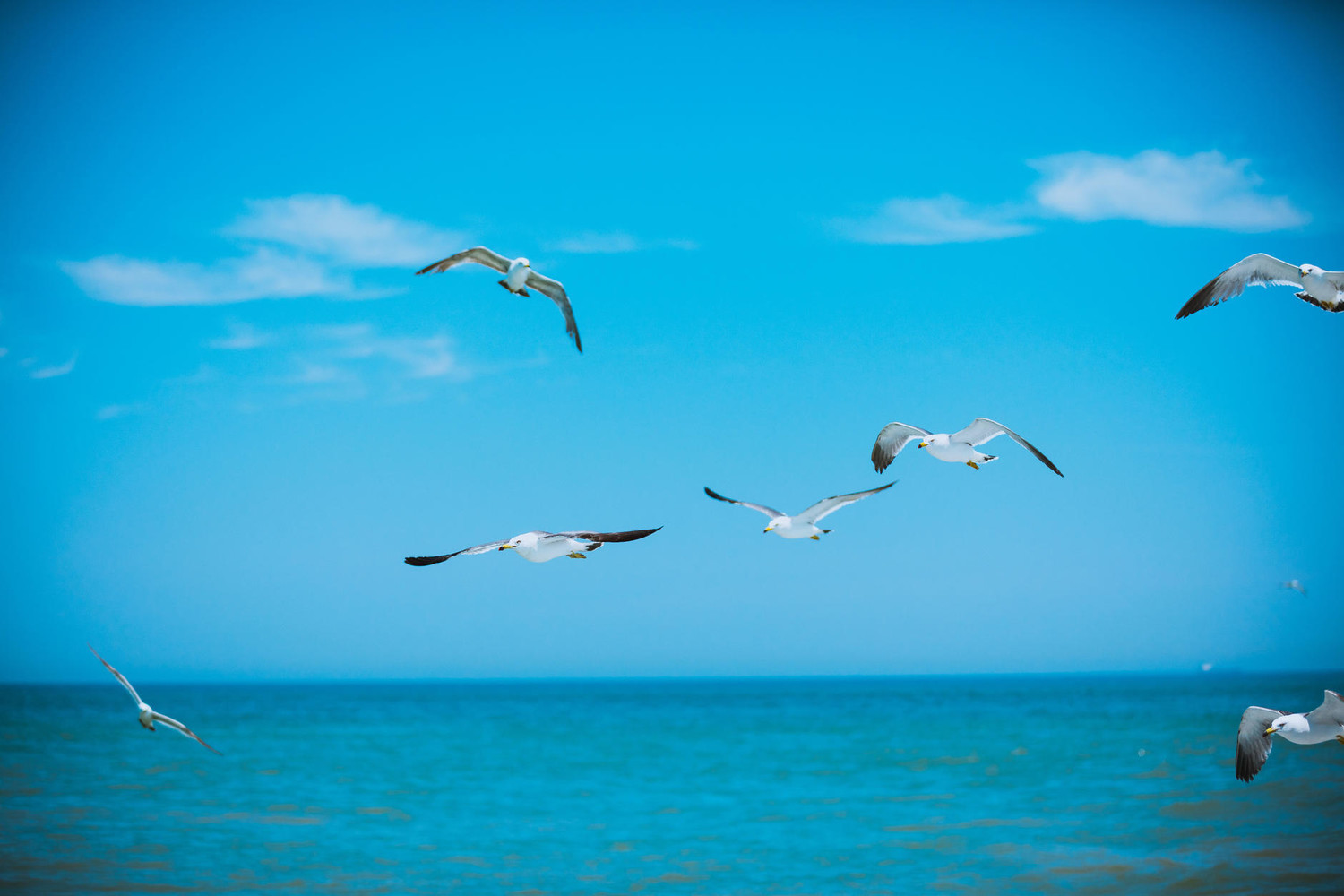 养马岛海驴岛,2020山东海驴岛旅游攻略