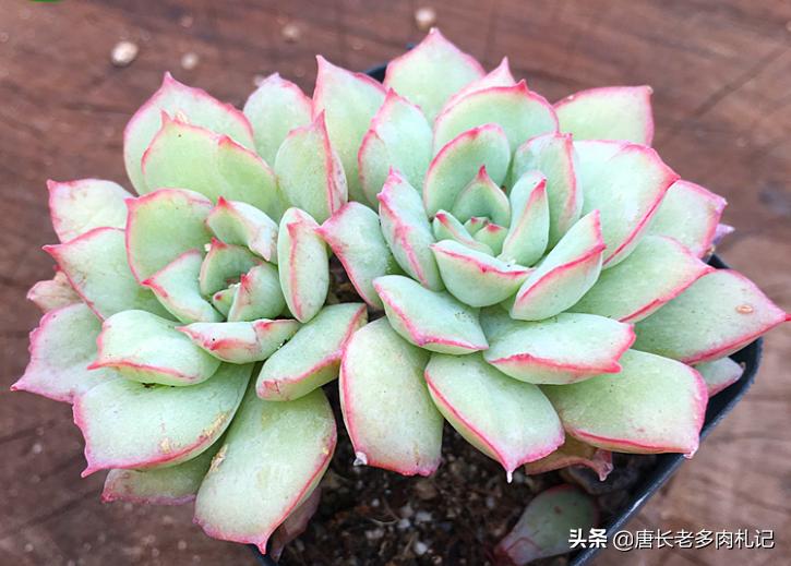 养多肉是个坑,养多肉不为人知的秘密