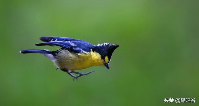 师公鸟——台湾黄山雀