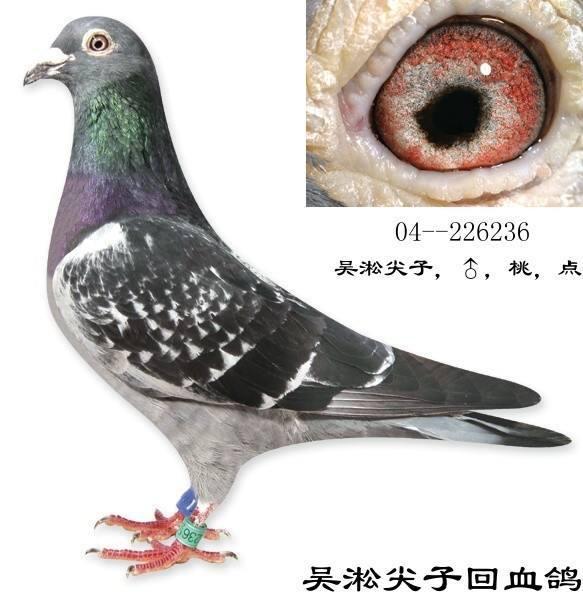 十大最好的肉鸽品种,最纯的国血鸽