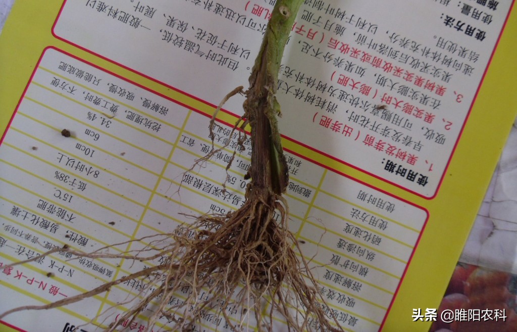 枯萎病拿什么药来治疗,一招解决枯萎病