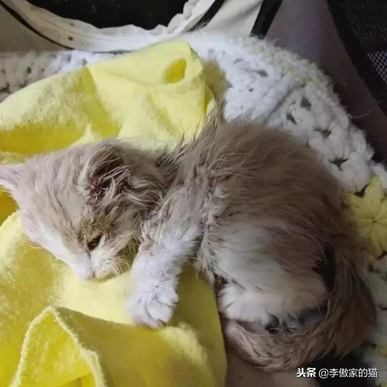 幸运的小小猫,幸运的猫咪全集
