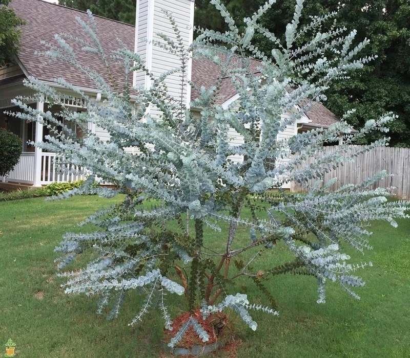 无需打理养护的庭院植物,懒人花园养什么植物好看
