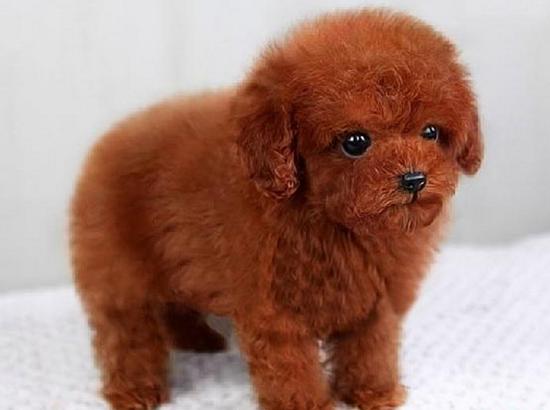 泰迪毛发怎么样打理才好看,泰迪的毛发怎样打理