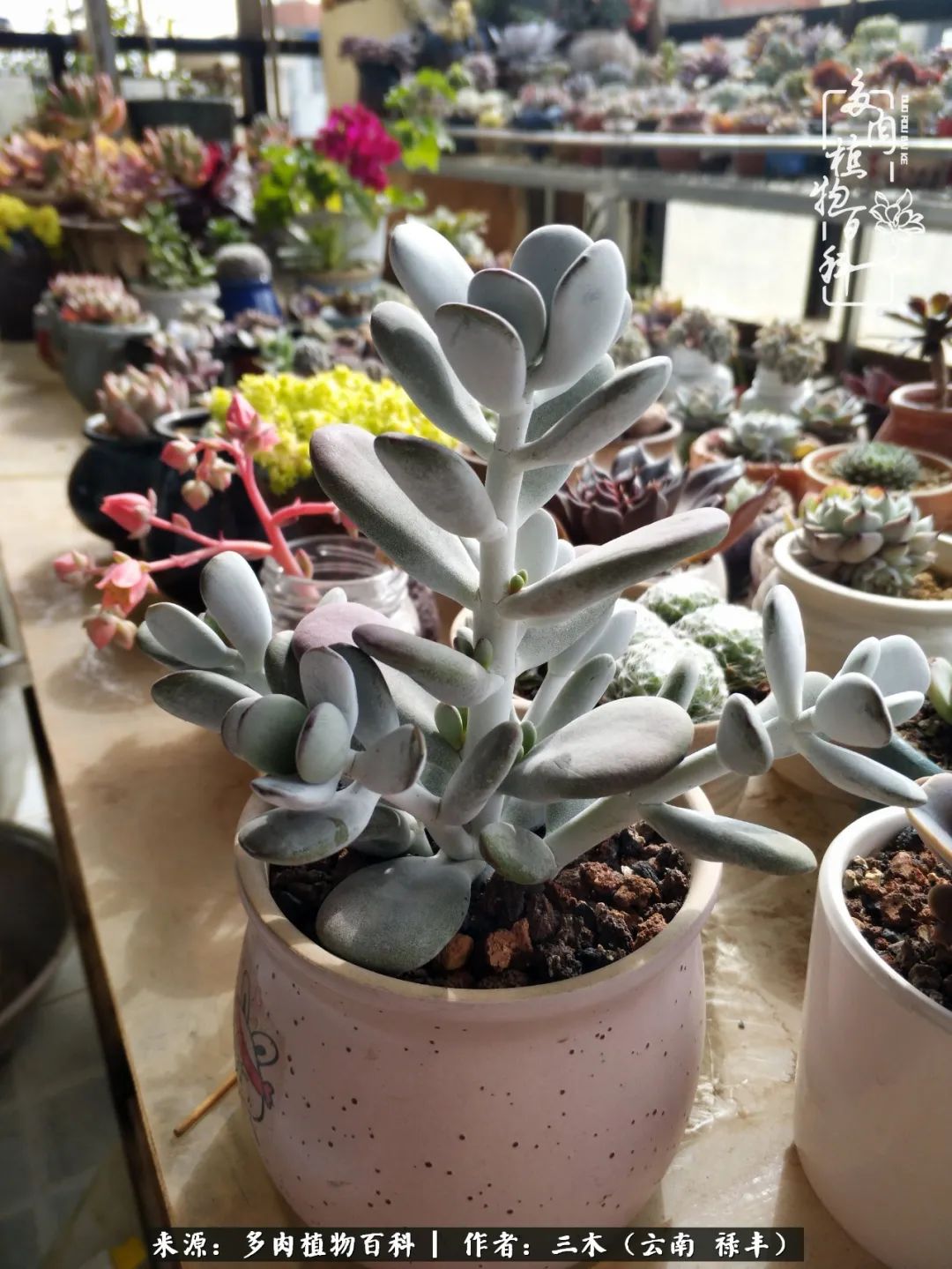结缘多肉，阳台这一亩三分地就是我的世外桃源