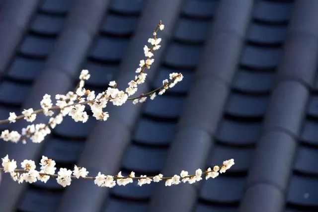 无法形容的颜色,无法形容的清香