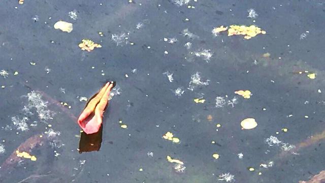 荷花池花期虽过但莲蓬正生,莲花池荷花几月份开花最好看