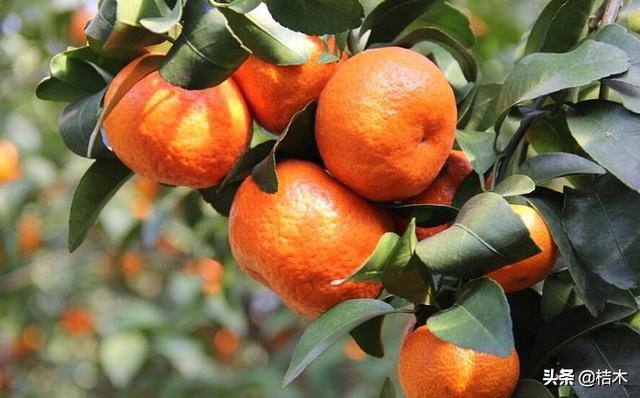 沙糖桔为何叫杀人橘,今年的砂糖橘为啥叫杀人橘