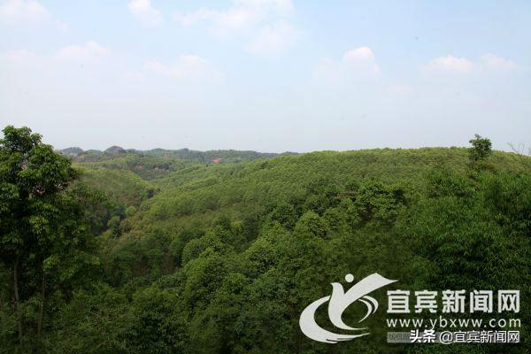 「改革宜宾」叙州区创新推出“树叶抵押”模式唤醒公益林“沉睡资产”