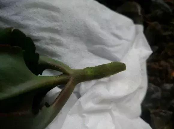 长寿花如何嫁接到不死鸟,长寿花这样嫁接花期长还不会烂根