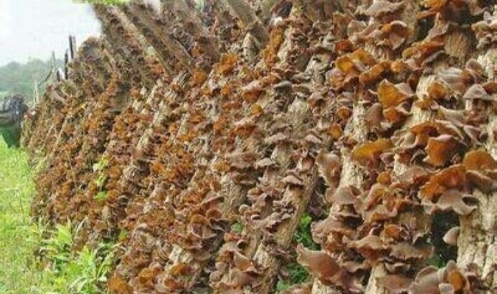 黑木耳露天种植是怎么回事,黑木耳不长是什么原因