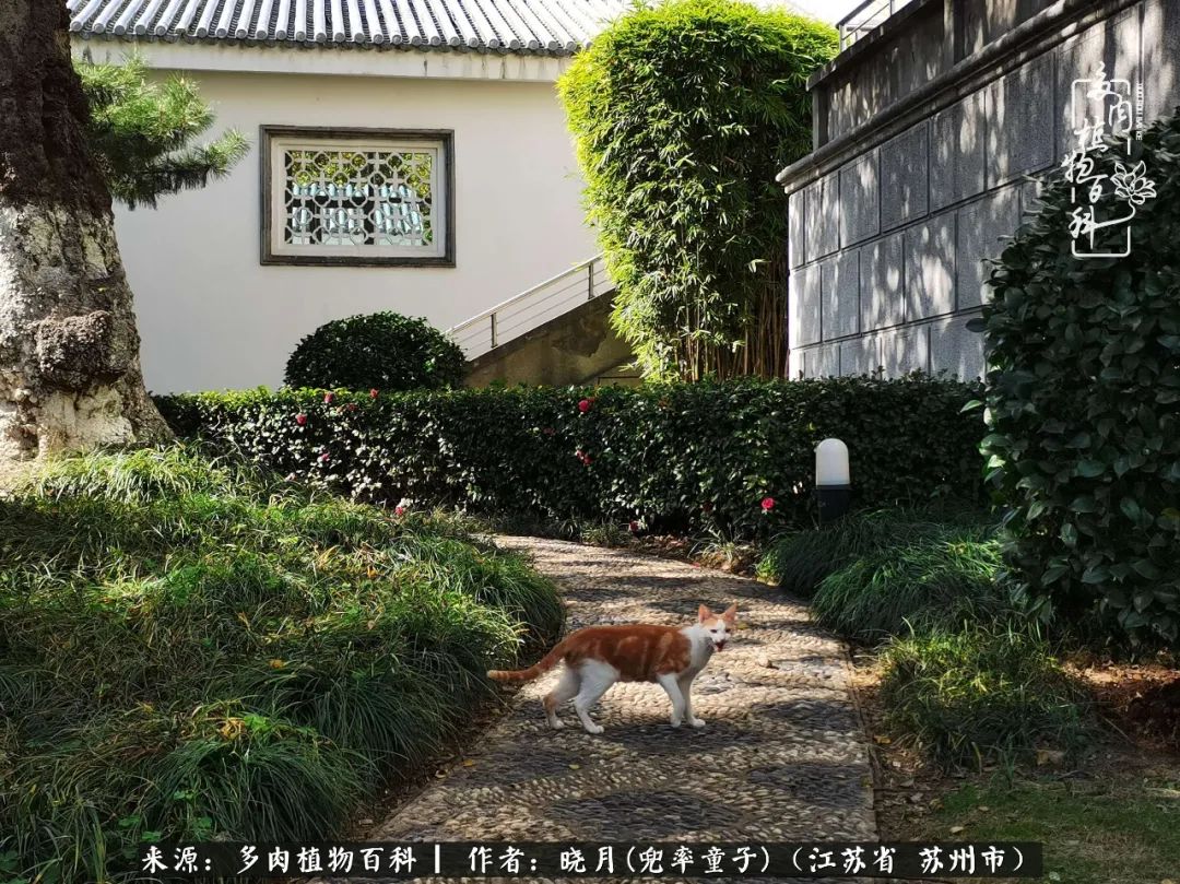 六年时间环游22个国家，却被多肉小萌物征服