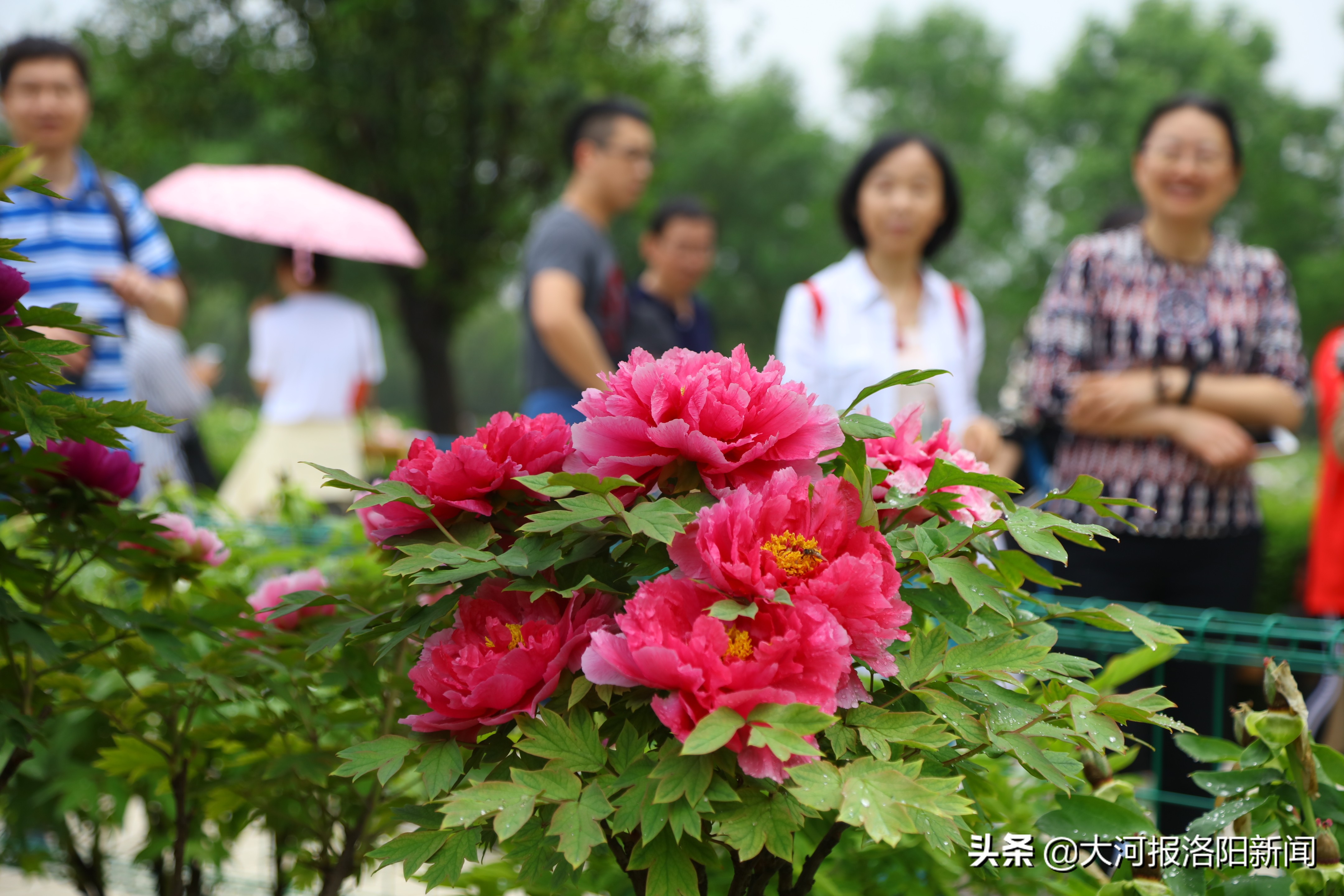 洛阳国际牡丹园太空牡丹花争艳,洛阳国际牡丹园的太空牡丹