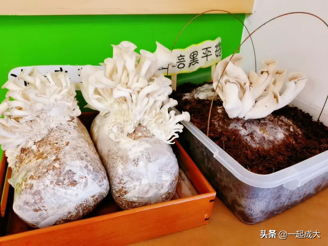 济南启明星幼儿园2018年,济南历城区启明星幼儿园