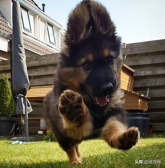 小时候的德牧有多萌,德牧小时候的神仙颜值