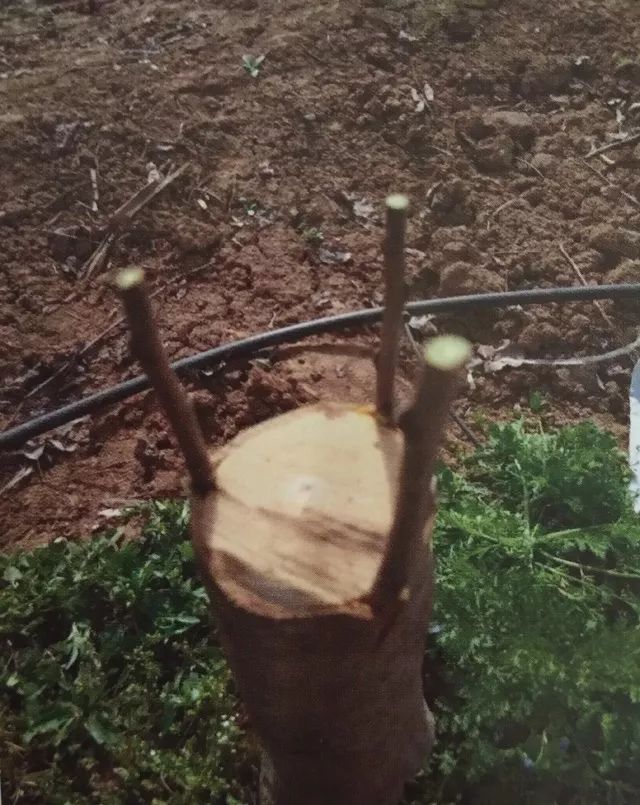 低产苹果树的改造方法,老富士苹果树改造