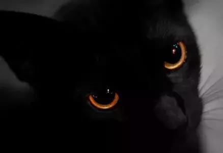 猫咪眼里的世界到底是怎样的,猫咪眼中的世界是什么样子