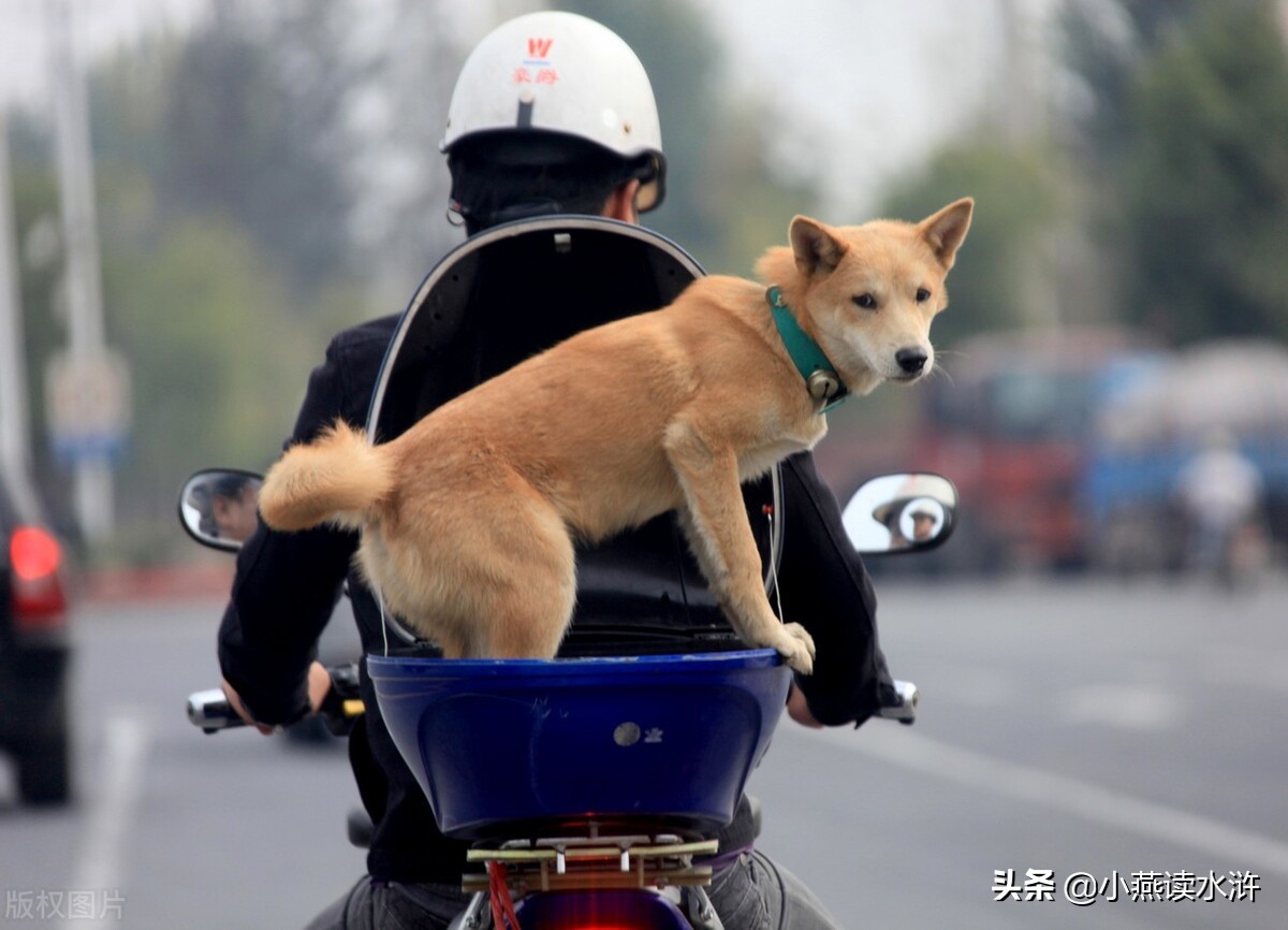 大黄狗田园犬,武当山大黄狗