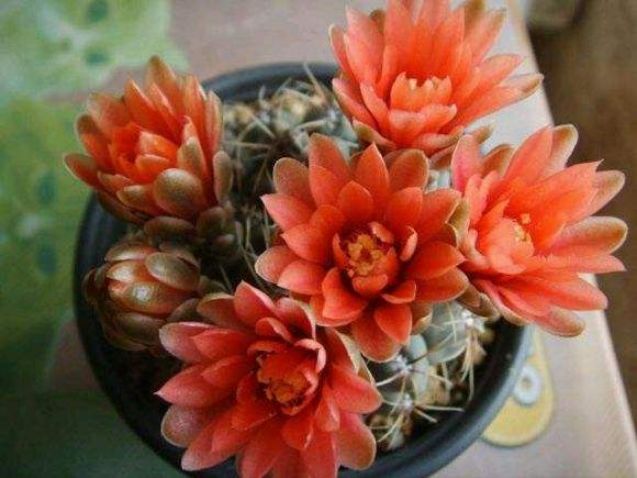 太极莲仙人球,狂莲仙人球