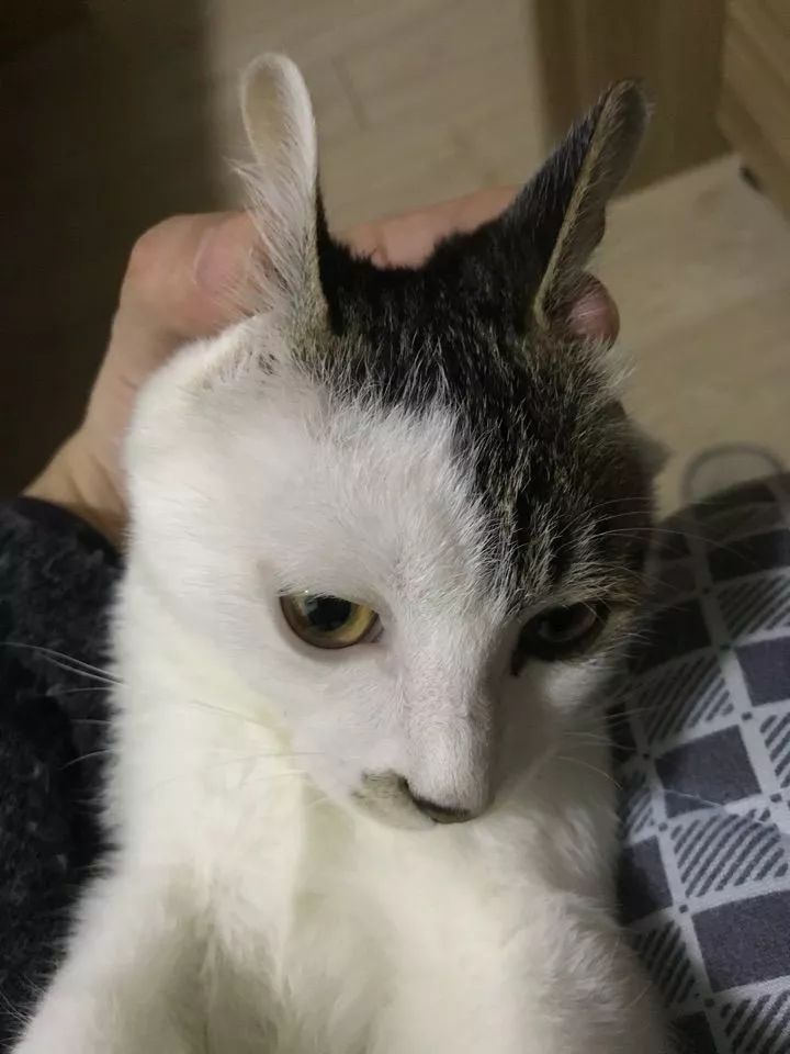 猫被蜱虫咬怎么办,被猫咬了之后怎么办