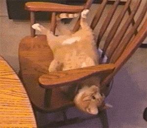 辟谣猫咪并非黑夜都能看得清,事实证明猫是一种液体动物