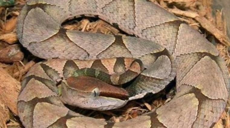 尖吻蝮为什么烂肉,尖吻蝮烂肉王能吃吗