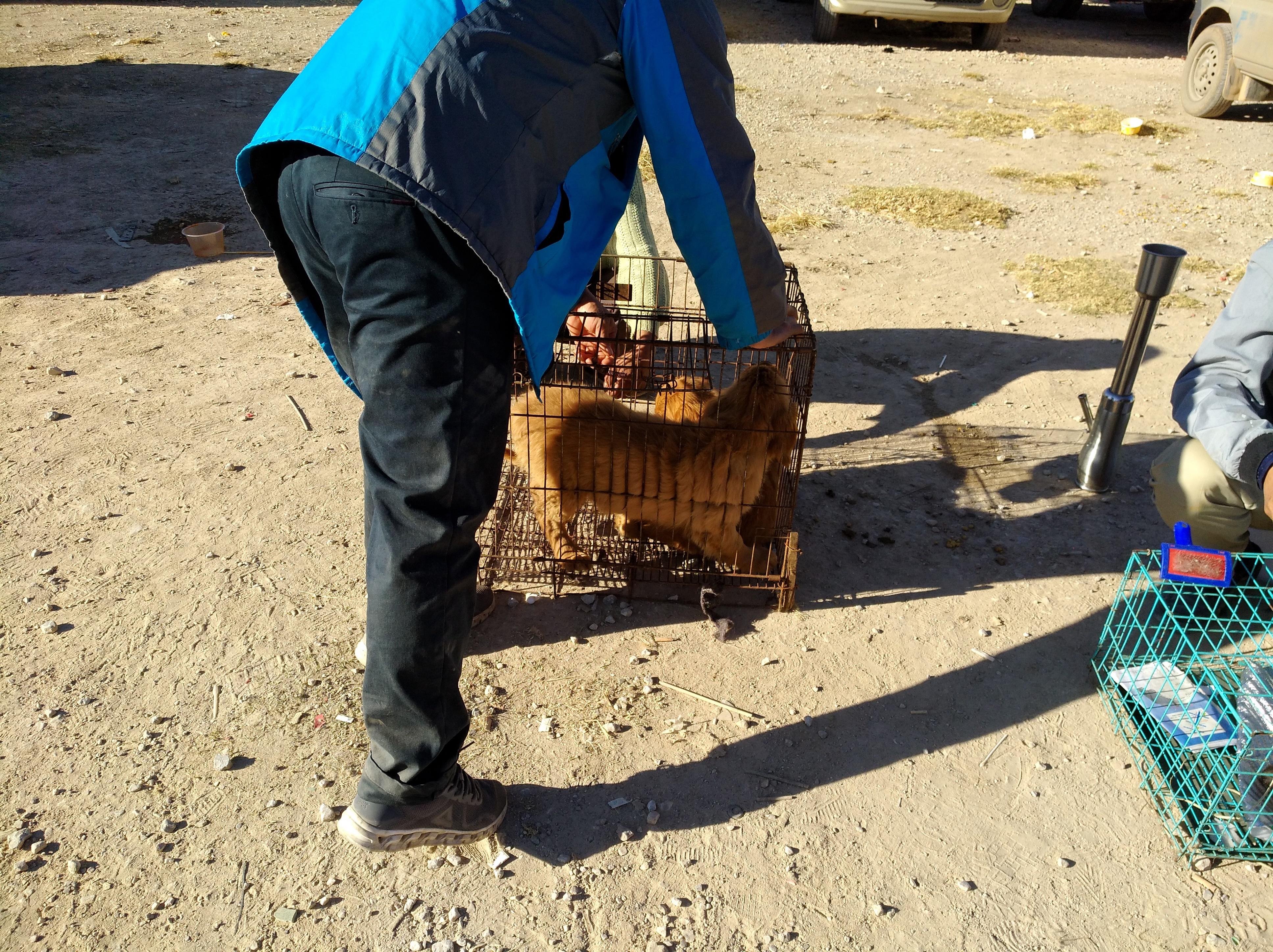 小金毛狗市场300块钱买得到吗,狗市场买只金毛