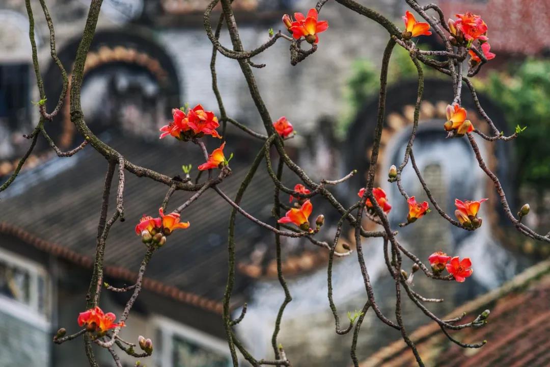 广州红棉拍摄技巧视频,摄影老法师拍红棉