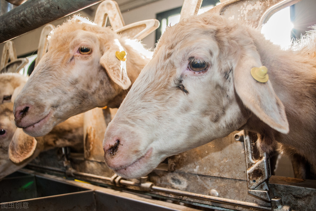 羊场驱蚊蝇最简单方法,养殖场驱赶蚊蝇的办法